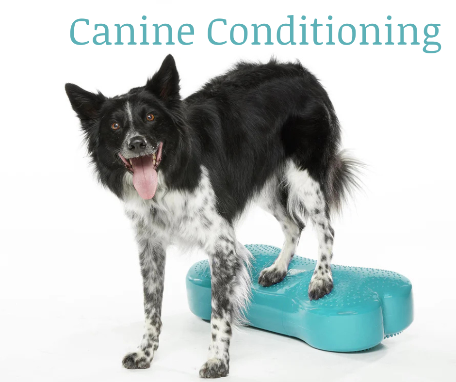Canine Conditioning