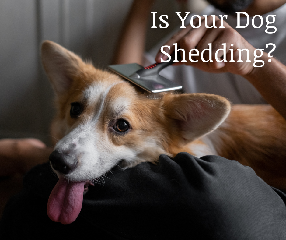 Is Your Dog Shedding?
