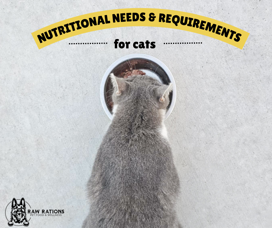 Basic Requirements for Cat Diets