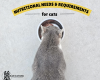 Basic Requirements for Cat Diets
