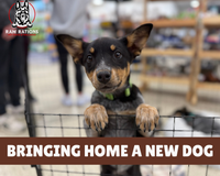 Bringing Home a New Dog