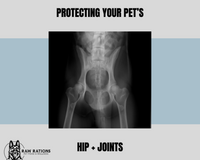 Protecting Your Pet's Joints