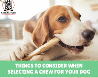 Things to Consider when Selecting a Chew for Your Dog