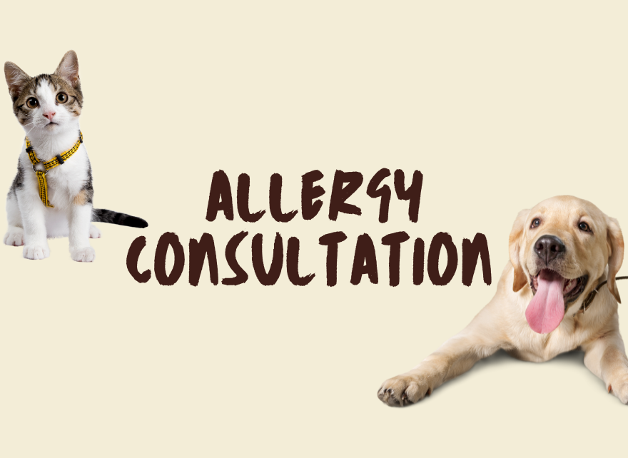 Allergy Consultation