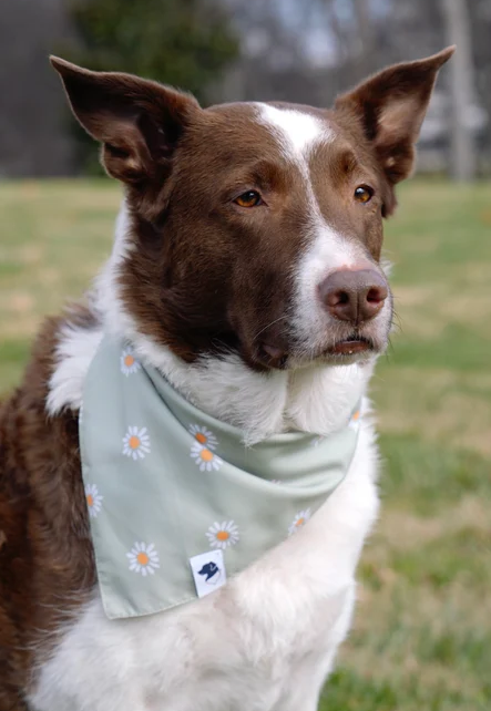 Dog Bandana Co - Daisy