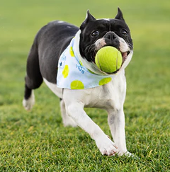 Dog Bandana Co - Ball Is Life