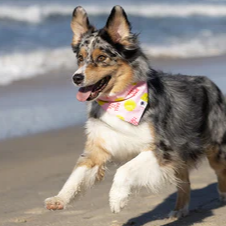 Dog Bandana Co - Ball Is Life