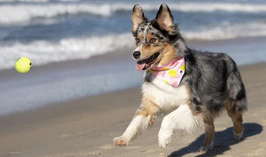 Dog Bandana Co - Ball Is Life