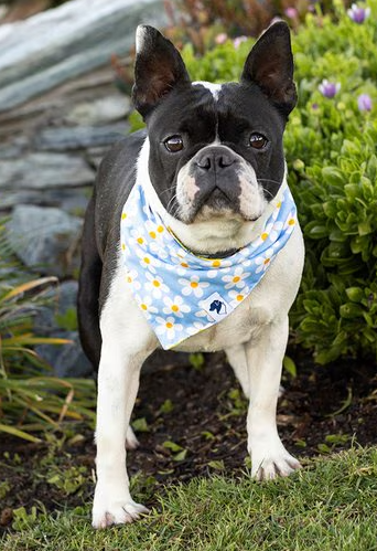 Dog Bandana Co - Bees & Daisy