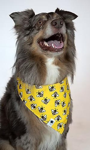 Dog Bandana Co - Bees & Daisy