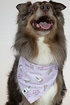Dog Bandana Co - Birthday Girl & Gotcha Day - Small