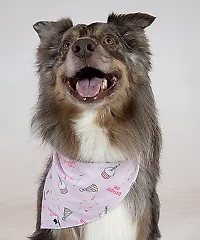 Dog Bandana Co - Birthday Girl & Gotcha Day - Small