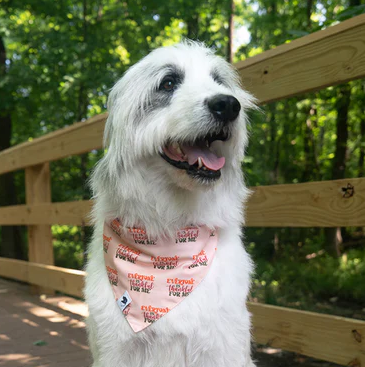 Dog Bandana Co - Everyone is Thankful