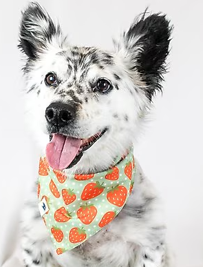 Dog Bandana Co - Watermelon & Strawberry - Large