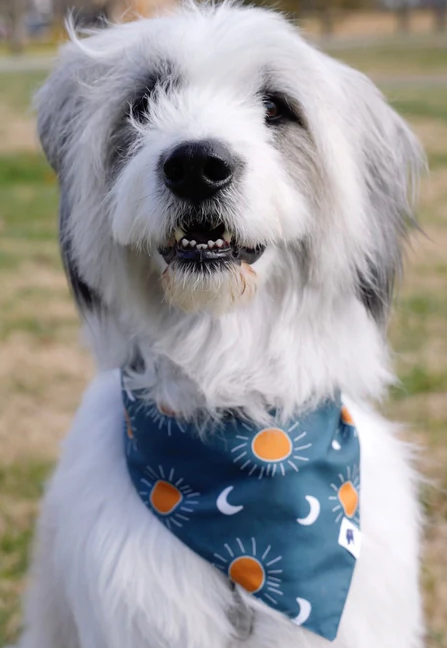 Dog Bandana Co - Blue Moon & Lightning