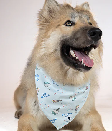Dog Bandana Co - Birthday Boy & Gotcha Day