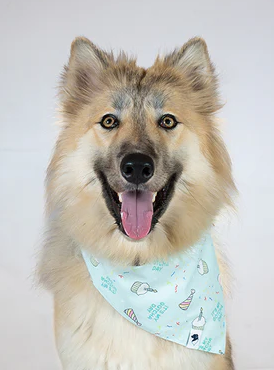 Dog Bandana Co - Birthday Boy & Gotcha Day