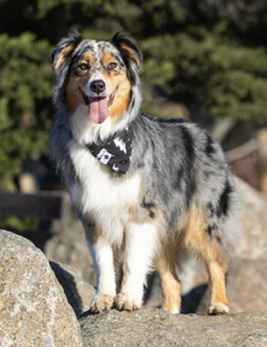 Dog Bandana Co - Blue Moon & Lightning