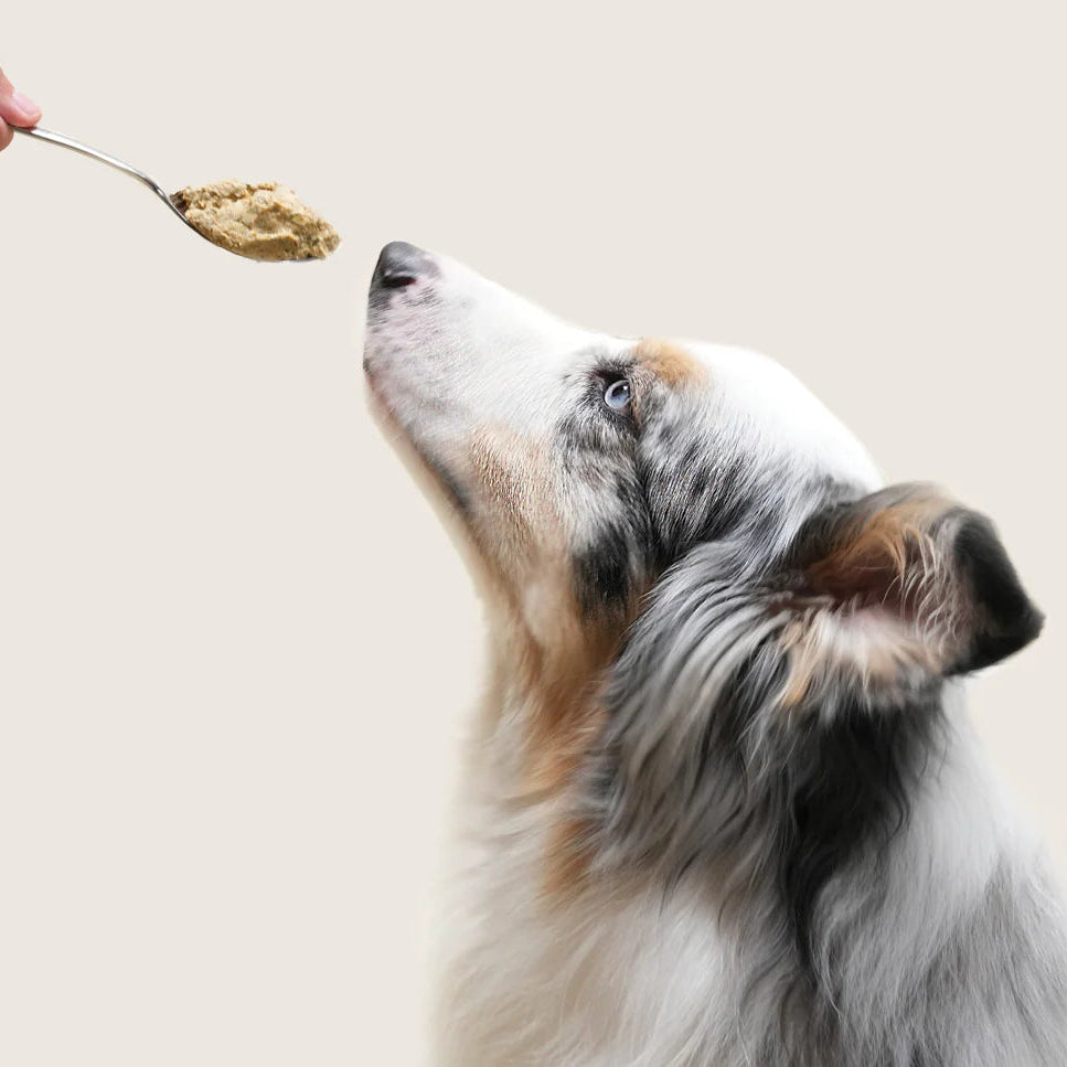 Open Farm Gently Cooked Frozen Dog Food - Chicken