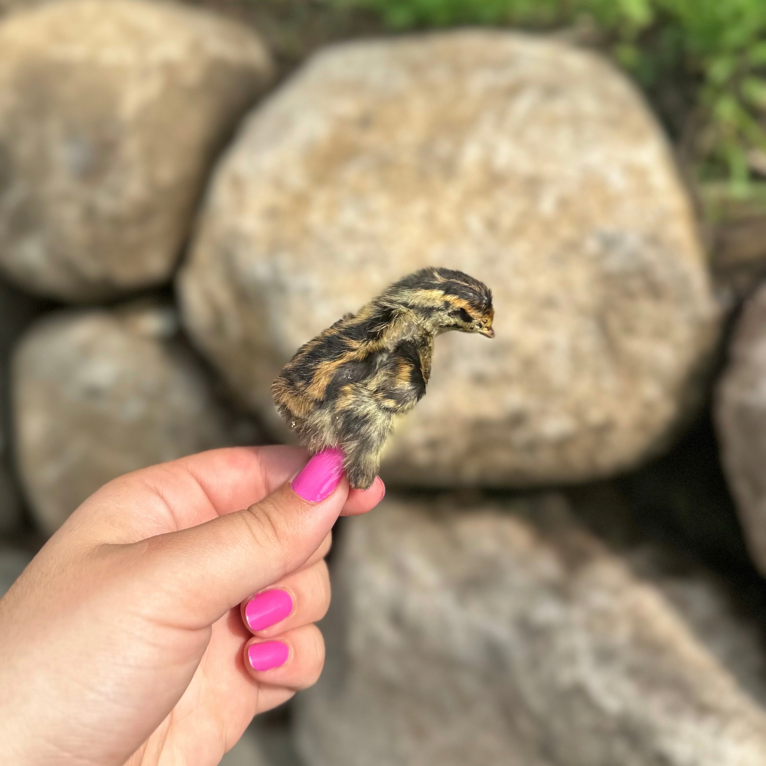 Shanny Farms Quail Chicks