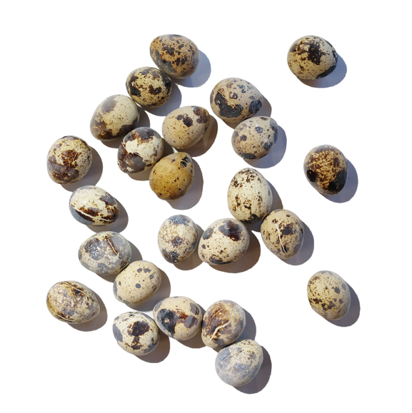 Savage Cat Quail Eggs