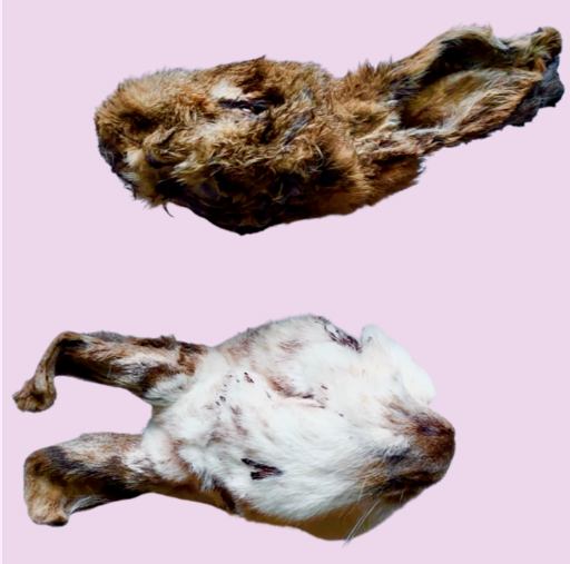 Dehydrated Whole Rabbit Head