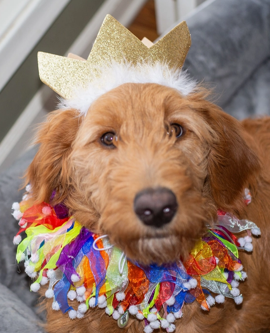 Multipet Party Crown Gold - Large