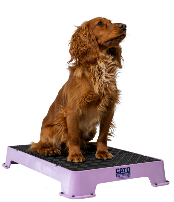 Cato Board Dog Training Platform