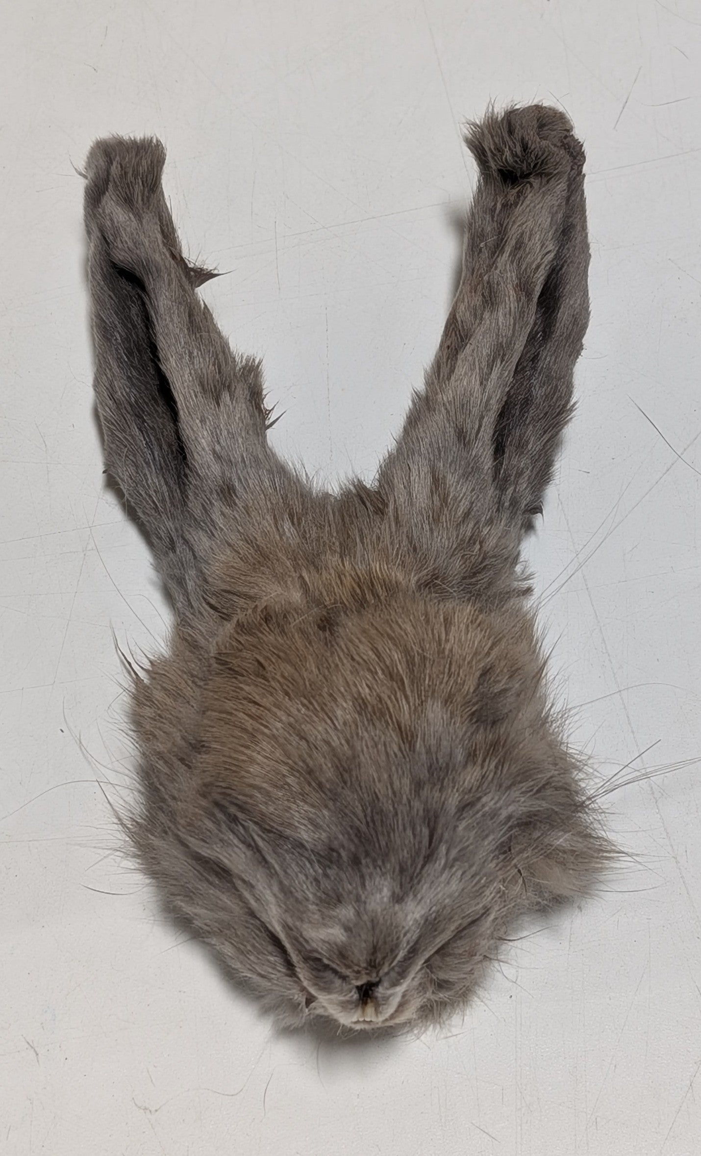 Raw Rations Rabbit Head