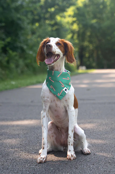 Dog Bandana Co - Lights & Candy Cane