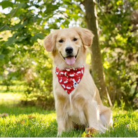 Dog Bandana Co - Santa Hats & Trees