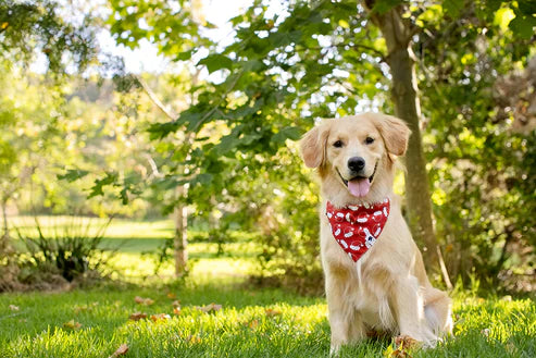 Dog Bandana Co - Santa Hats & Trees