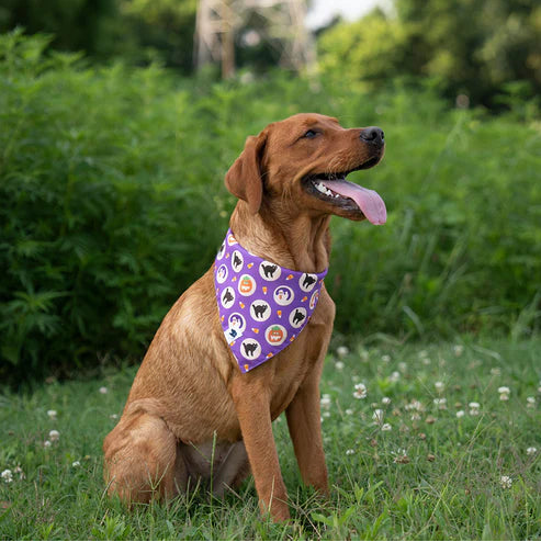 Dog Bandana Co - Fall Cookie