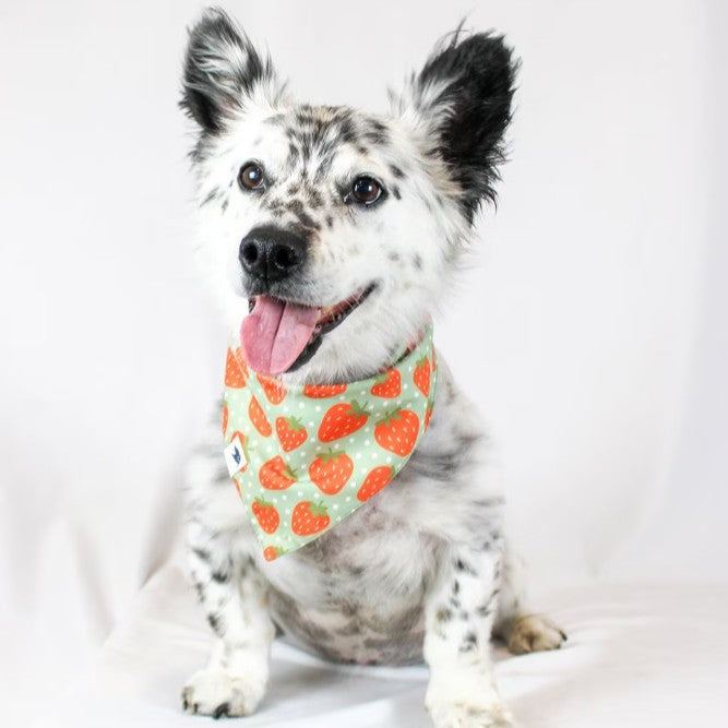 Dog Bandana Co - Watermelon & Strawberry - Large