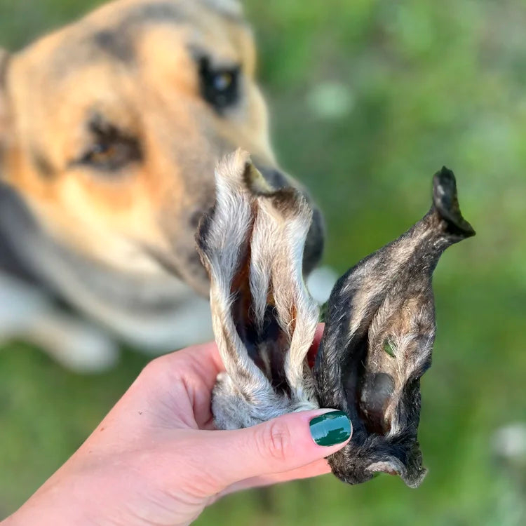 H&N Homestead Lamb Ear