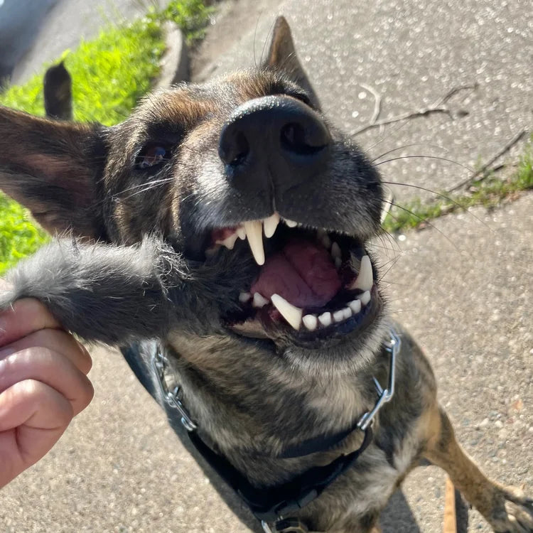 H&N Homestead Twisted Rabbit Hide