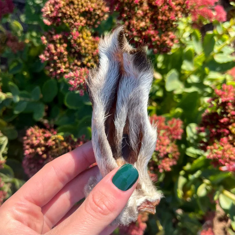 H&N Homestead Lamb Ear