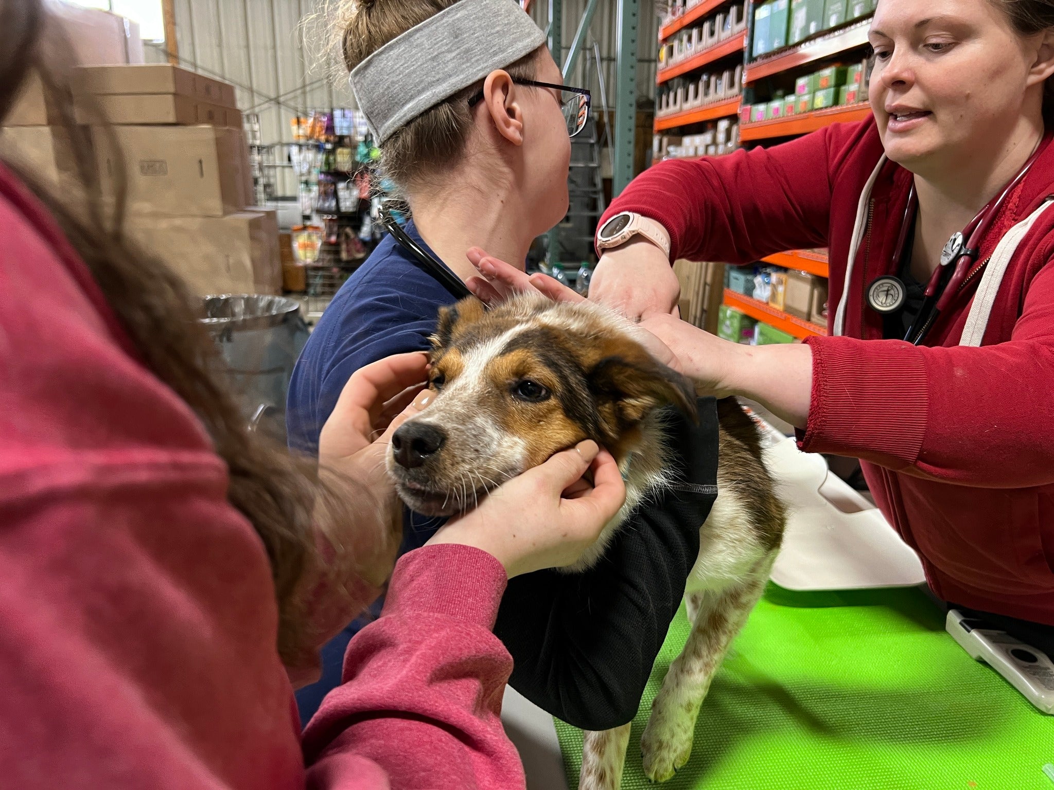 vaccine clinic, low cost vaccines, dogs, wisconsin,