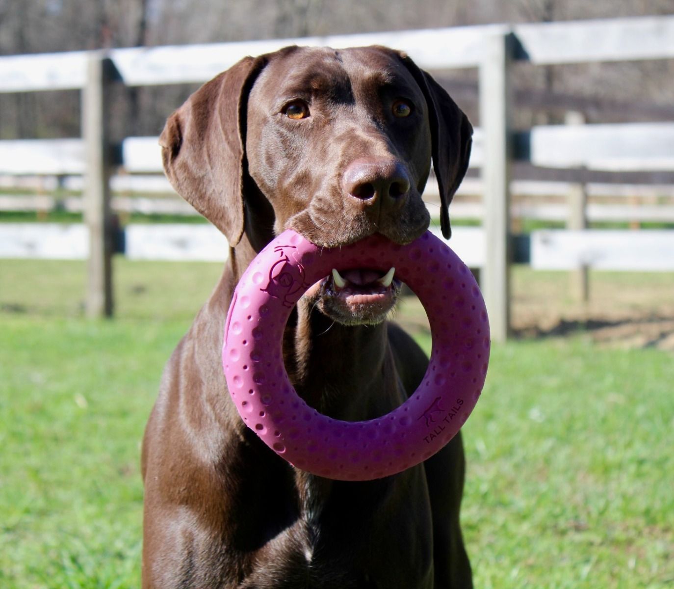 Tall Tails GOAT Sport Ring