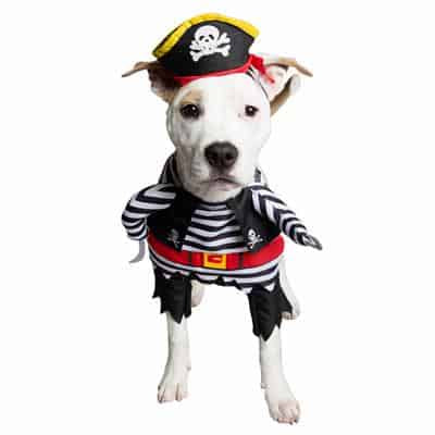 Pet Krewe Pirate Costume