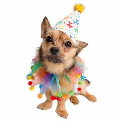 Pet Krewe Celebration/Birthday Hat Costume