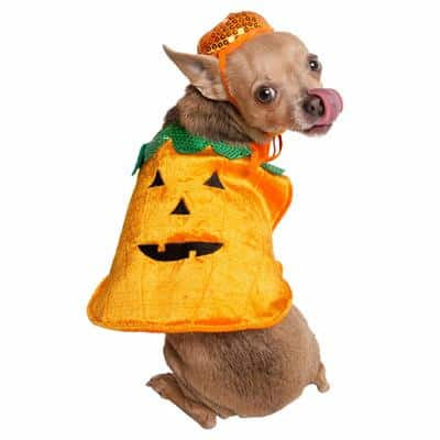 Pet Krewe Pumpkin Costume