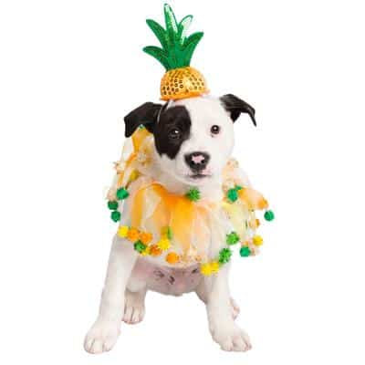 Pet Krewe Pineapple Hat & Collar Costume