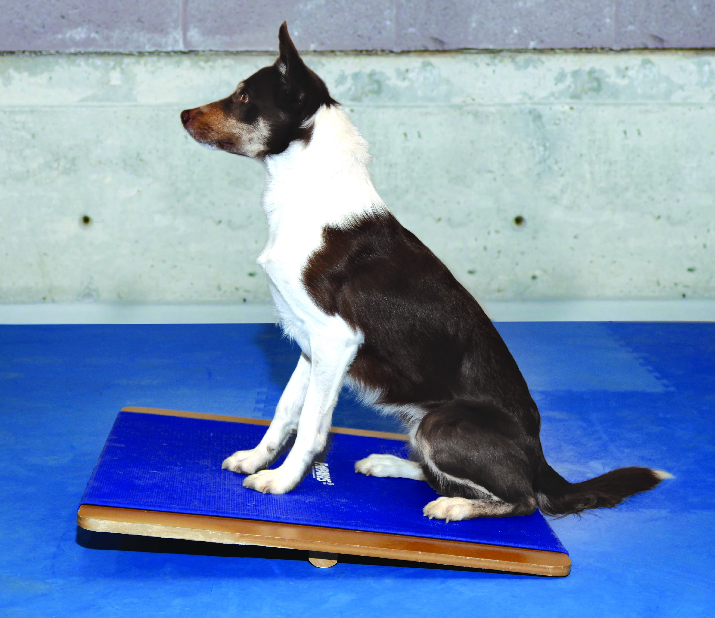 FitPAWS Giant Rocker Board