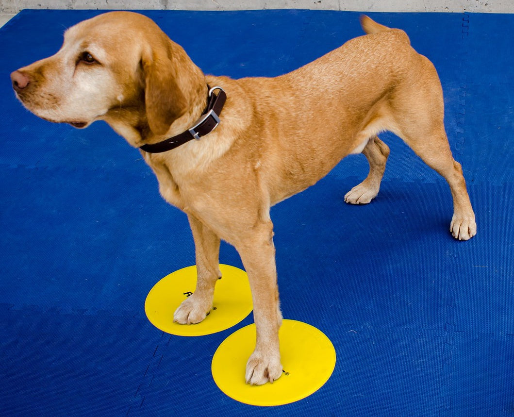 FitPAWS Targets (Set of 4, Assorted Colors)
