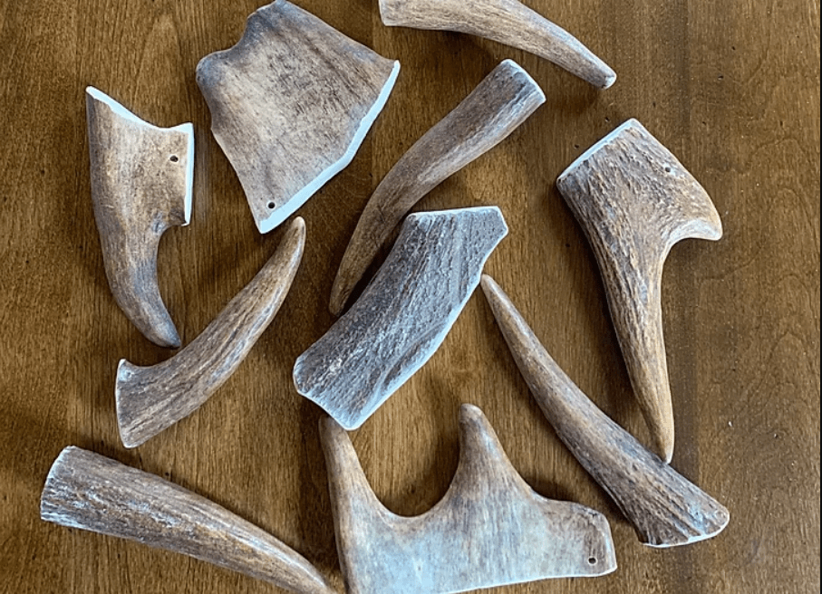 Antler Chews-Moose