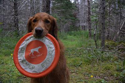 Tall Tails Soft Flyer Frisbee